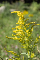 Goldenrod with an insect on it