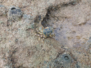 crab on the beach