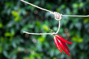 Chili pepper hanging on a rope left to dry in the sun