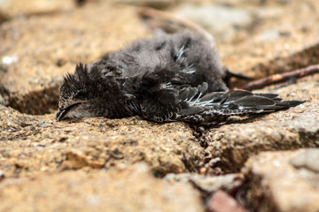 Dead Swallow on the floor