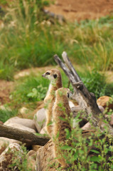 Naklejka na ściany i meble Meerkat in wild close-up. Animals, mammals, nature