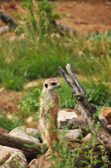 Naklejka na ściany i meble Meerkat in wild close-up. Animals, mammals, nature