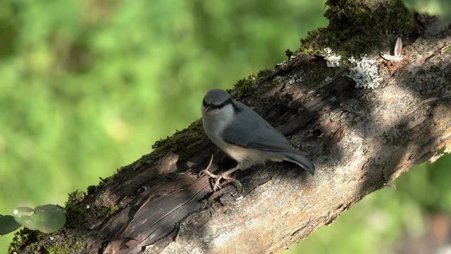 Birds Eurasian Nuthatch or Wood Nuthatch (Sitta europaea)  sits on a branch and scratches its head