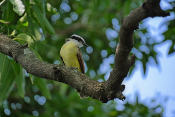 Bird on a branch