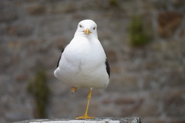 Pose de goéland