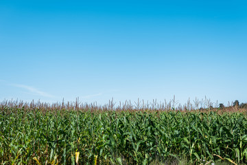 corn field with green leaves against blue sky