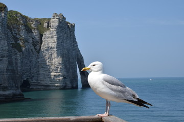 Goeland devant Etretat