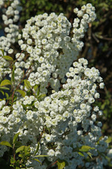 Spiraea prunifolia “Pleniflora”