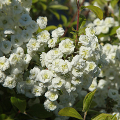 Spiraea prunifolia “Pleniflora”
