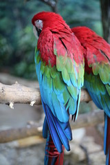 Obraz premium Parrots iii