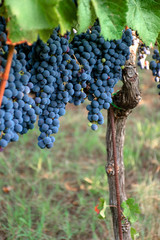 Fototapeta premium Ripe bunches of red wine grapes hanging from the vine ready for harvest