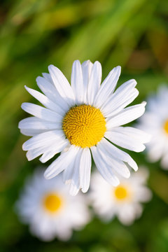 Beautiful macro photo of daisies on top