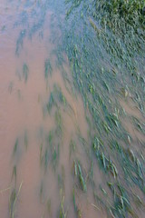 Texture of water dragging plants