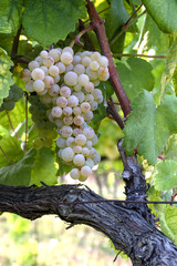 Ripe white wine grapes at vineyard