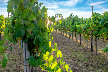 Fototapeta na wymiar Wine grapes at vineyard sunrise