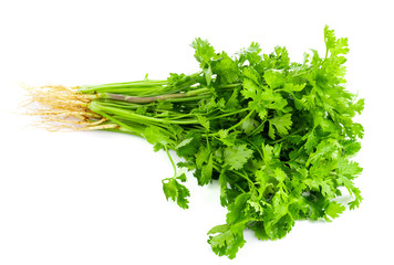 fresh coriander leaves on white background