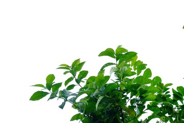 Top view tropical plant leaves with branches on white isolated background for green foliage backdrop 