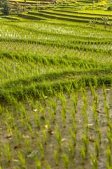 Rice fields of Jatiluwih in southeast Bali