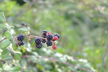 Blackberries