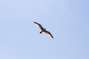 A seagull bird flying in the blue sky