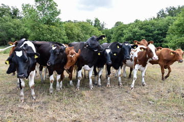 Curious cattle herd in a grassland