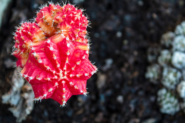 Red moon, Gymnocalycium mihanovichii, cactus