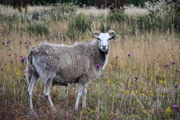 Naklejka na ściany i meble One watching sheep in a grassland by summer season