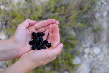 Blackberries