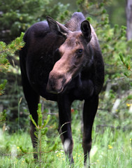 Fototapeta premium Mama Moose up close