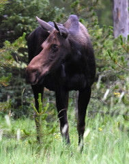 Moose looking off