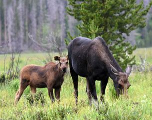 Mama and baby moose in rocky mountain national park