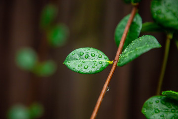 Wet Leaf on Tree