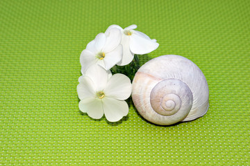 Romantic composition with phlox flowers and snail shell