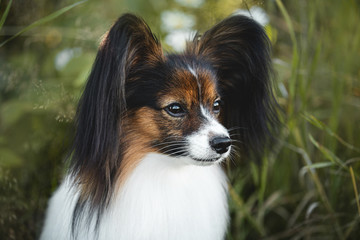 Cute papillon dog sitting in the field in fall. Profile portrait of Continental toy spaniel outdoors