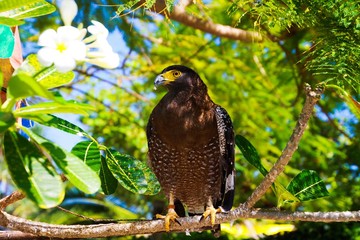 Close up bird of prey with yellow eye and beak sitting on branch of tropical tree, green blurred background and white flower -  Rufous winged buzzard (Butastur liventer) on Ko Phi Phi, Thailand