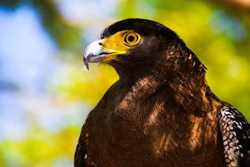 Close up head of bird of prey with yellow eye and beak green blurred background -  Rufous winged buzzard (Butastur liventer) on Ko Phi Phi, Thailand