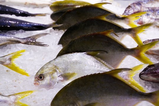 Yellow tail scad fishes (Atule mate) in thai supermarket nicely arranged in a row on ice - Thailand