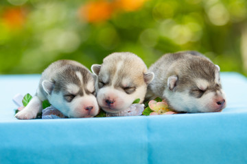 Three of siberian husky puppies sleeping under a grey blanket © voltgroup