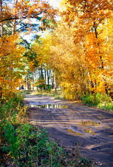 Fototapeta premium Road in autumn forest after rain.