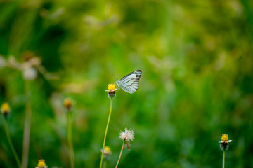 Butterfly eating nectar from pollen