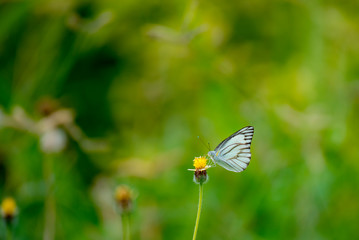 Butterfly eating nectar from pollen