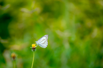 Butterfly eating nectar from pollen