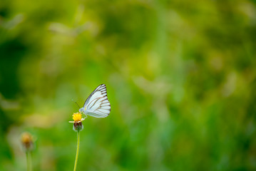 Butterfly eating nectar from pollen