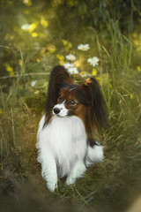 Cute papillon dog sitting in the field in fall. Continental toy spaniel outdoors