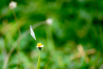 Butterfly eating nectar from pollen