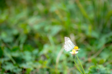 Butterfly eating nectar from pollen
