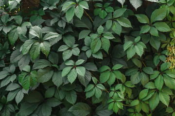  leaves of wild grapes. green fence of decorative grape leaves