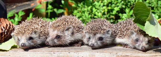 European hedgehog (Erinaceus europaeus), also known as the West European hedgehog or common hedgehog, is a hedgehog species found in Europe.