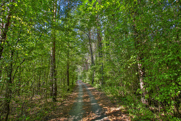 path in the forest