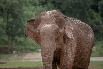 Asian Elephant in a nature at Elephant Nature Park, Chiang Mai. Thailand.